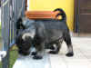 Capi_Gida_Omero & C.jpg (78609 byte)
