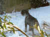 Capi_Guida_Capi a Natale09_web.jpg (130053 byte)