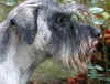 alb_Gunda_18m 5sito.jpg (248956 byte)
