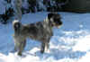 alb_Gunda_12feb10.jpg (167379 byte)
