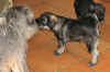 alb_H 50gg con nonno 2.jpg (458009 byte)