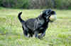 alb_H Hobbes 54gg pallina.jpg (380444 byte)