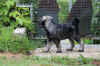 alb_H Hobbes 57gg.jpg (589110 byte)