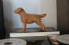 art_cucchi_labrador 1.JPG (20607 byte)