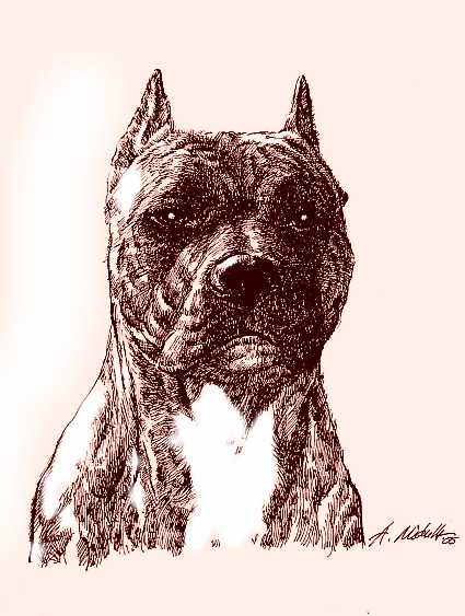 art_ritratto_amstaff.jpg