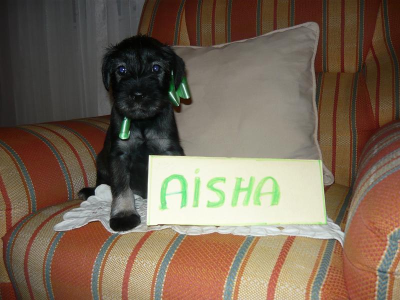 Aisha.jpg