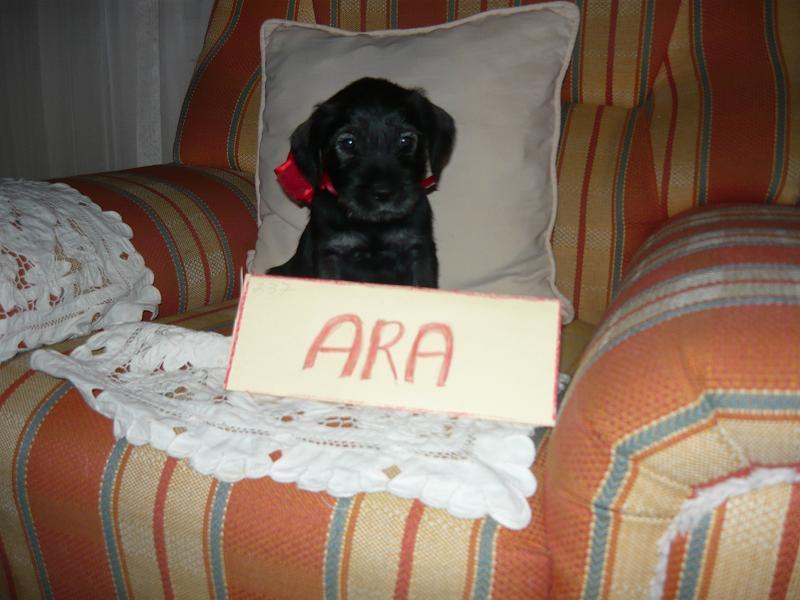 Ara.jpg