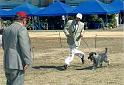 Jack_Expocanina_Cuba_Marzo-09_III