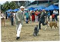 Jack_Expocanina_Cuba_Marzo-09__I