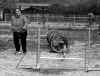 2015 ott agility_ostacolo.jpg (553097 byte)