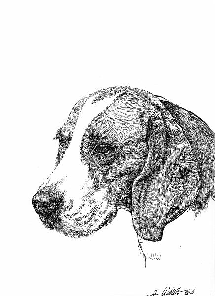 01.JPG - beagle