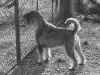 Farandla 0ggi B&W.jpg (298809 byte)