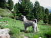 Gillo in Trentino 2014 su prato.jpg (700660 byte)
