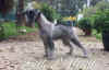Gillo_in_home 2.jpg (846456 byte)