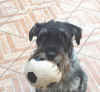 Grizzly 2013 Natale_sito.jpg (88107 byte)