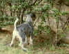 Grizzly 2014 luglio part.jpg (640001 byte)