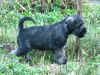 Capi_Hummel 2011 7.jpg (342563 byte)