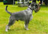 Dusty von der Rotweinstadt.jpg (26087 byte)