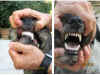 Gillo 2013 8 19 denti.jpg (396786 byte)