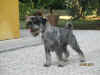 Gillo 2013 8 19 front.jpg (533448 byte)