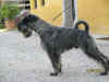 Gillo 2013 8 19 profilo.jpg (601365 byte)