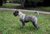 Gillo after stripping3.jpg (311353 byte)