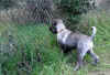 Gillo after stripping4.jpg (283333 byte)