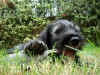 Grizzly 28 ott 012 rosicchia.jpg (271012 byte)