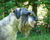 Snobbes kopf.jpg (232755 byte)