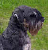 Trottolo apr 2013.jpg (406138 byte)