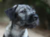 alb_F Finnegan 2 mesi e mezzo.jpg (115594 byte)