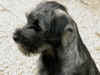 alb_G 70gg Gadin Gadeno.jpg (222946 byte)