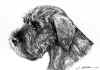 art_cucciolo schnauzer.jpg (408850 byte)