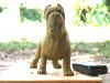 art_mastino statuetta 2.jpg (69673 byte)