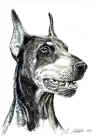 art_ritratti_doberman F.jpg (190723 byte)