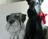 art_ritratto_schnauzer Snobbes.jpg (193451 byte)
