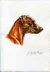 art_zwergpischer china nero e rosso.jpg (366311 byte)