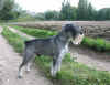 braque2.jpg (99292 byte)