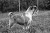 Gunda oggi B&W.jpg (412560 byte)