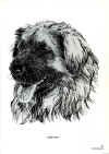 Leonberger_Perosino002.jpg (146663 byte)