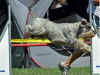 Lopez mamma Lilo agility.jpg (31674 byte)