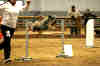 Lopez nonnobis Bart agility.jpg (56601 byte)