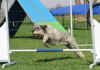 Lopez zio Larc agility.jpg (31363 byte)
