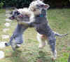 Nuovi amici_Hobbes_11 mesi_3.jpg (213606 byte)