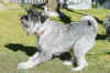 Nuovi amici_Hobbes_9mesi 2 R.jpg (243079 byte)
