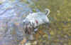 Trilly addio 20.jpg (108801 byte)