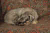 Trilly addio ultima.jpg (126457 byte)