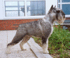 Uti_Trels Esquire Frederick.gif (45273 byte)