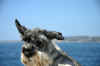 alb_Donchi_al vento_09.jpg (177277 byte)