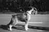 alb_Flor classica.jpg (72054 byte)